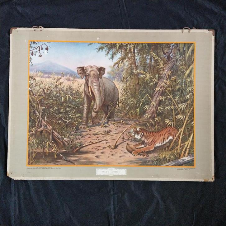Schoolplaat In de rimboe – Koekkoek 1924, Antiek en Kunst, Antiek | Schoolplaten, Natuur en Biologie, Ophalen of Verzenden