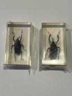 Insecten in acrylhars, Verzamelen, Dierenverzamelingen, Ophalen of Verzenden, Nieuw, Opgezet dier