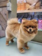 Pomeranian dekreu, Dieren en Toebehoren, Honden | Dekreuen, Particulier, Rabiës (hondsdolheid), Reu, Buitenland