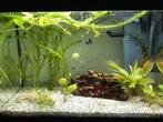 Aquarium - Juwel 60, Ophalen, Gebruikt, Leeg aquarium