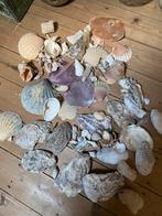 Schelpen, Verzamelen, Mineralen en Fossielen, Ophalen of Verzenden, Schelp(en)