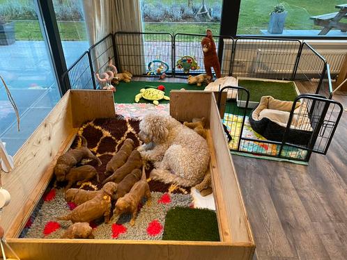 Grote werpkist te huur, Dieren en Toebehoren, Hondenmanden, Overige, Ophalen