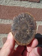 Araucaria alvarezii, fossilized pine cone, Ophalen of Verzenden, Fossiel