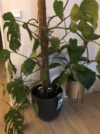 Monstera pertusum kamerplant Incl plantenpot, Overige soorten, 100 tot 150 cm, Halfschaduw, In pot