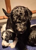 Konings poedel pups, Dieren en Toebehoren, Poedel, 8 tot 15 weken, CDV (hondenziekte), Meerdere