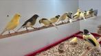 Te koop gevraagd verschillende soorten vogels, Meerdere dieren, Kleurkanarie