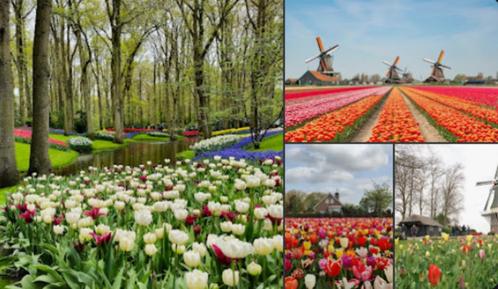 Keukenhof tickets (25% OFF) (5x 10/11-mei), Tickets en Kaartjes, Recreatie | Pretparken en Attractieparken, Eén persoon, Ticket of Toegangskaart