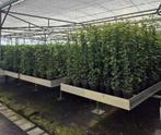 Topkwaliteit Hedera hibernica (klimop) in diverse maten., Ophalen, Overige soorten, Haag, 100 tot 250 cm