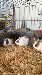 Dwergkonijnen, Dieren en Toebehoren, Konijnen, Meerdere dieren, Dwerg