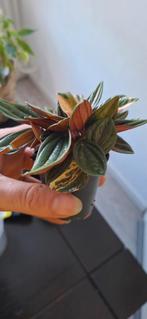 Peperomia Rosso Variagata, Ophalen of Verzenden, Overige soorten, Minder dan 100 cm