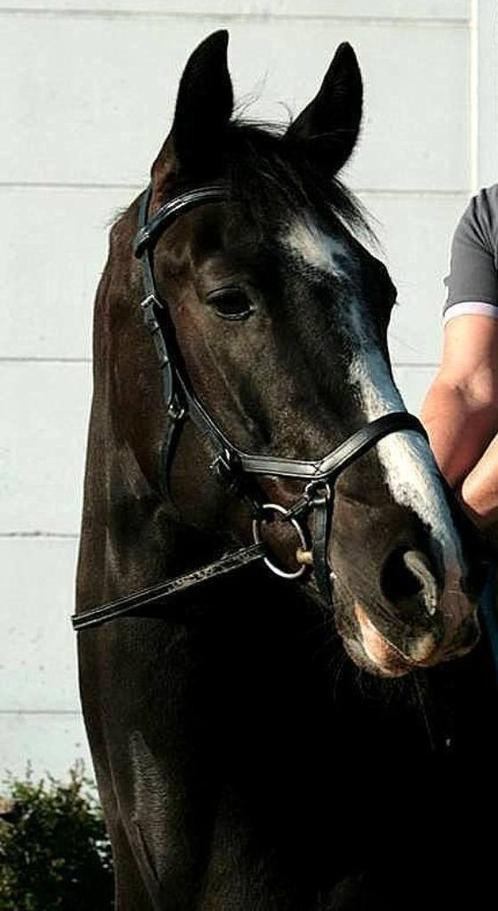 hoofdstellen te koop Micklem Passier Isabel Werth, Dieren en Toebehoren, Paarden en Pony's | Hoofdstellen en Tuigage, Zo goed als nieuw