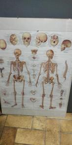 Anatomie skelet poster in lijst, Antiek en Kunst, Antiek | Schoolplaten, Ophalen of Verzenden