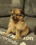 Super mooie dwergkees pups te koop, Dieren en Toebehoren, België, Particulier, Overige rassen, 8 tot 15 weken