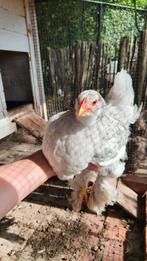 Gebaarde brahma groothoen hennen, Dieren en Toebehoren, Pluimvee, Vrouwelijk, Kip