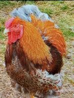 Gratis wyandotte., Dieren en Toebehoren, Pluimvee, Mannelijk, Kip