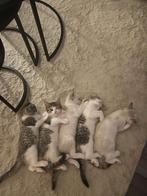 5 zeer mooie kittens, Dieren en Toebehoren, Katten en Kittens | Raskatten | Korthaar, Meerdere dieren, 0 tot 2 jaar
