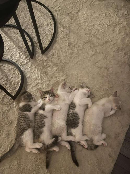 5 zeer mooie kittens, Dieren en Toebehoren, Katten en Kittens | Raskatten | Korthaar, Meerdere dieren, 0 tot 2 jaar
