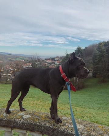 Cane Corso (gesteriliseerd teefje) beschikbaar voor biedingen