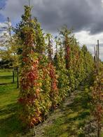 Zuil Liquidambar bomen, Tuin en Terras, Ophalen, Bloeit niet, Volle zon, Zuilboom