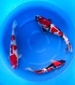 Japanse Koi eigen import Jumbo Nisai nu al 45/55 cm groot, Karper of Koi