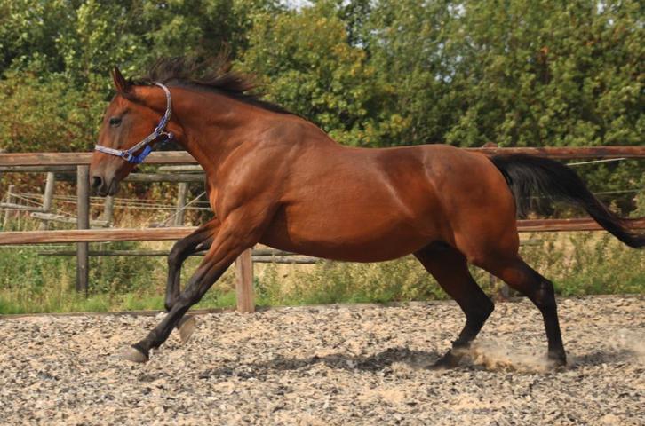lieve 13 jarige draver merrie, Dieren en Toebehoren, Paarden, Merrie, Niet van toepassing, 160 tot 165 cm, 11 jaar of ouder, Recreatiepaard
