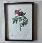 Tekening,lijst,hout,Rosier de Van Eeden,Rosa Gallica Purpura, Ophalen of Verzenden