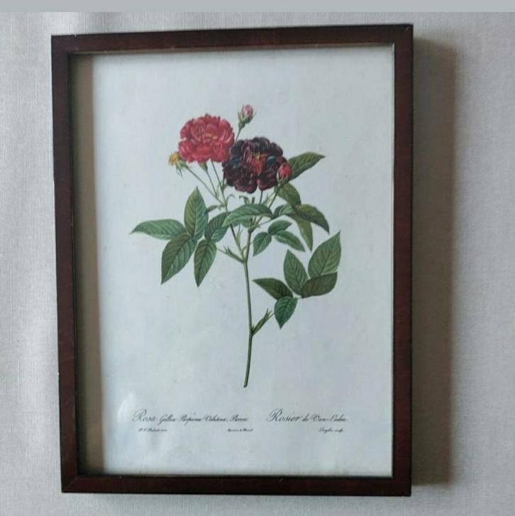 Tekening,lijst,hout,Rosier de Van Eeden,Rosa Gallica Purpura, Antiek en Kunst, Kunst | Etsen en Gravures, Ophalen of Verzenden