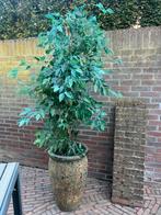 Kunststof ficus, Bloeit niet, Overige soorten, 100 tot 250 cm, Ophalen