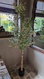 Kunstboom olijf in pot H1,85m, Nieuw, Ophalen of Verzenden