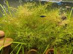 Najas guadalupensis (guppy grass), Dieren en Toebehoren, Vissen | Aquaria en Toebehoren, Ophalen, Nieuw, Plant(en), Steen of Hout