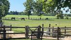Stalling met weidegang en paddock bij het bos 🌳, Dieren en Toebehoren, Stalling en Weidegang, Weidegang, 1 paard of pony