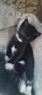 Lieve kitten, Poes