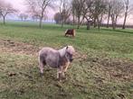 Shetlandveulen te koop, Dieren en Toebehoren, Schapen, Geiten en Varkens, 0 tot 2 jaar