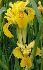 Gele lis, vijverplant, waterplant, Volle zon, Vaste plant, Ophalen of Verzenden, Vijverplanten