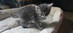Nog 2 mainecoon kittens te koop, Meerdere dieren, Ontwormd