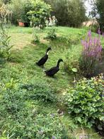 Loopeenden woerden zwart wit, Dieren en Toebehoren, Pluimvee, Mannelijk, Eend