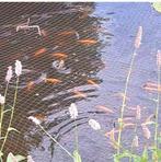 Goudwindes te koop, Karper of Koi