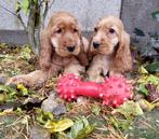 Engelse cocker spaniel pups, Dieren en Toebehoren, Honden | Retrievers, Spaniëls en Waterhonden, Rabiës (hondsdolheid), 15 weken tot 1 jaar