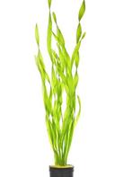 Vallisneria Spiralis - aquariumplant, Ophalen of Verzenden, Nieuw, Plant(en), Steen of Hout