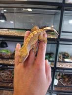 Wimpergekko man uit 2024, Hagedis, Tam, 0 tot 2 jaar