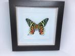 vlinder Urania Ripheus, Verzamelen, Dierenverzamelingen, Ophalen of Verzenden, Nieuw, Overige soorten, Opgezet dier