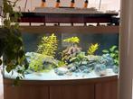 Juwel Vision 450 compleet, Ophalen, Gevuld zoetwateraquarium