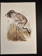 Kraanvogel, Verzenden, 1980 tot heden, Zo goed als nieuw, Dier