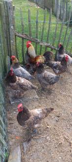 Bleu des landes kippen en Haan., Dieren en Toebehoren, Pluimvee, Meerdere dieren, Kip