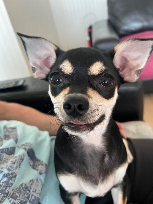Prachtige pups chihuahua, Dieren en Toebehoren, Honden | Chihuahua's en Gezelschapshonden, Meerdere dieren, Chihuahua, Particulier