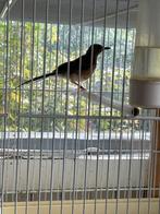 Koppel schamalijsters, Dieren en Toebehoren, Meerdere dieren, Geringd