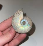 Geopaliseerde Ammoniet - Prachtig Kleurspel!, Verzenden, Fossiel