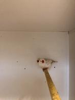 Div zebravinken, Dieren en Toebehoren, Vogels | Overige Vogels, Meerdere dieren