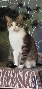Ik zoek mijn katten, Dieren en Toebehoren