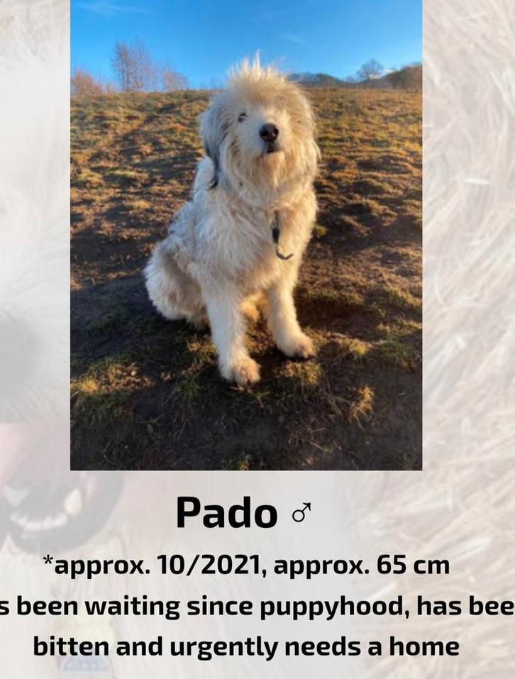 Pado ter adoptie, Dieren en Toebehoren, Honden | Niet-rashonden, Middel, Reu, Particulier, Eén hond, Buitenland, 3 tot 5 jaar